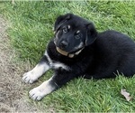 Small #2 German Shepherd Dog