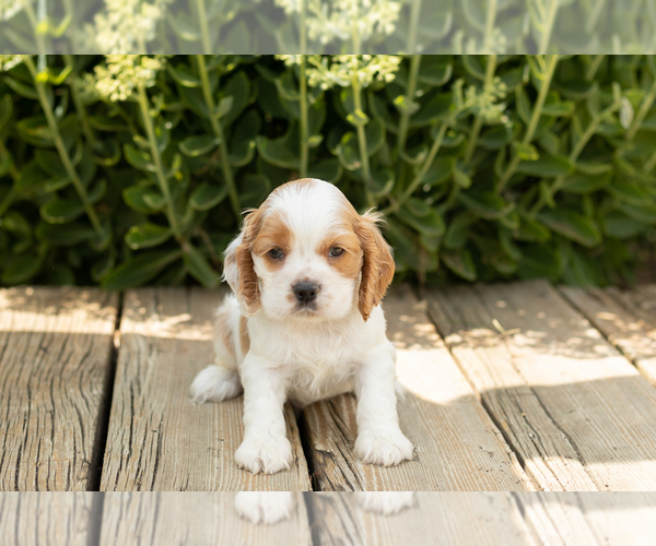 Medium Photo #1 Cocker Spaniel Puppy For Sale in NAPPANEE, IN, USA
