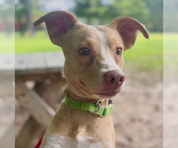 Medium Photo #1 Mutt Puppy For Sale in Canton, CT, USA