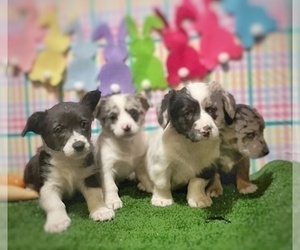 Pembroke Welsh Corgi-Yorkshire Terrier Mix Puppy for sale in HYNDMAN, PA, USA