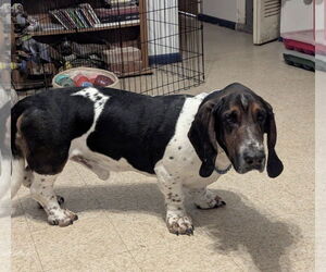 Basset Hound Dogs for adoption in Brookville, OH, USA
