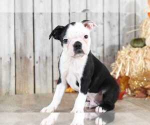 Boston Terrier Puppy for sale in MOUNT VERNON, OH, USA