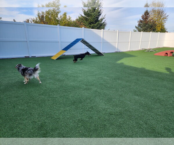 Medium Photo #4 Doberman Pinscher Puppy For Sale in Buffalo, MN, USA