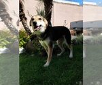 Small Photo #2 German Shepherd Dog-Greyhound Mix Puppy For Sale in Escondido, CA, USA