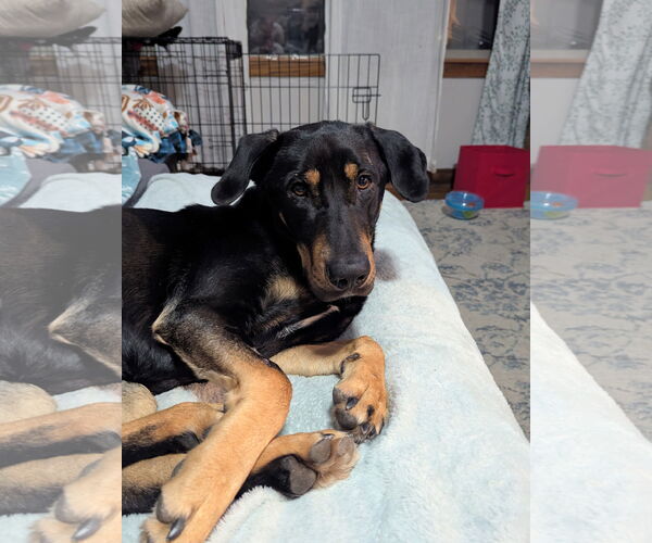 Medium Photo #4 Doberman Pinscher-Unknown Mix Puppy For Sale in Minneaoplis, MN, USA