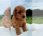Small #5 Poodle (Toy)