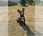 Small #2 American Pit Bull Terrier-Labrador Retriever Mix