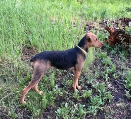 Airedale Terrier Puppy for sale in SAINT GEORGE, UT, USA