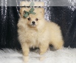 Small #4 Pomeranian