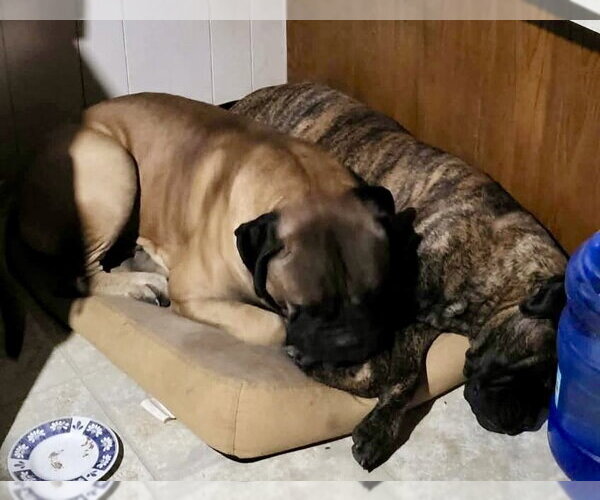 Medium Photo #5 Bullmastiff Puppy For Sale in Goodyear, AZ, USA