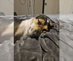 Small Photo #12 American Staffordshire Terrier-Unknown Mix Puppy For Sale in Princeton, MN, USA