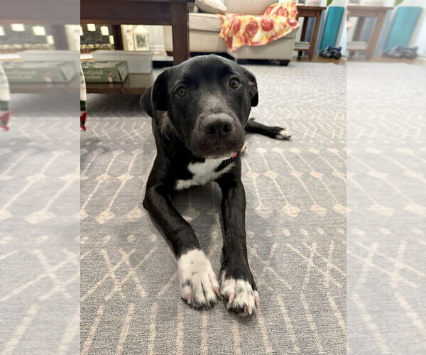 Medium Photo #14 Mutt Puppy For Sale in Boston, MA, USA