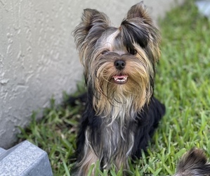 Yorkshire Terrier Puppy for sale in CORAL SPRINGS, FL, USA