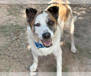 Labrador Retriever-Unknown Mix Dogs for adoption in Waco, TX, USA