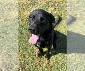 Labrador Retriever-Unknown Mix Dogs for adoption in Evansville, IN, USA