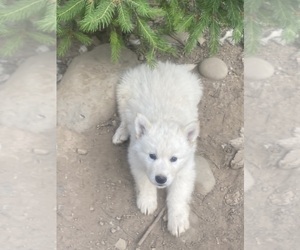Swiss Shepherd-Timber Wolf Mix Puppy for Sale in MAD RIVER, California USA