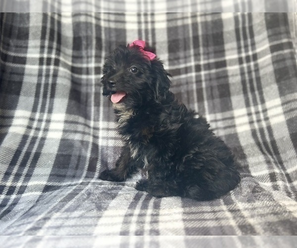 Medium Photo #7 Aussiedoodle Miniature  Puppy For Sale in LAKELAND, FL, USA