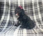 Small #6 Aussiedoodle Miniature 
