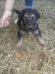 German Shepherd Dog Puppy for sale in COLLINSVILLE, OK, USA