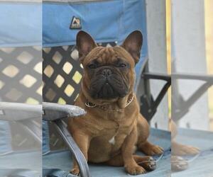 Father of the French Bulldog puppies born on 05/13/2025