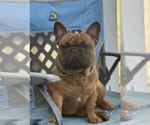 Small Photo #1 French Bulldog Puppy For Sale in CONCORDIA, KS, USA
