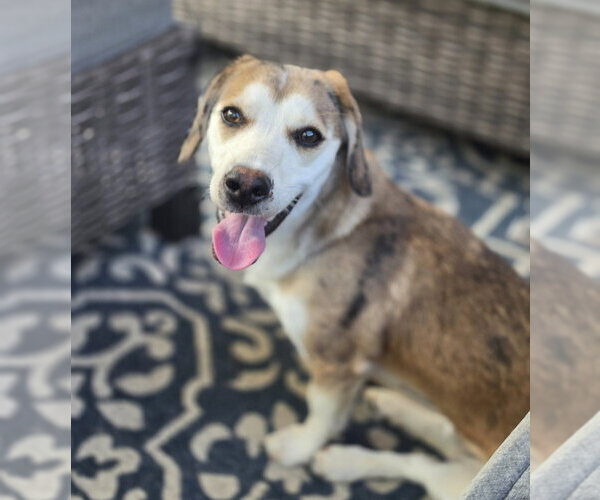Medium Photo #5 Beagle-Unknown Mix Puppy For Sale in Lakewood, CO, USA