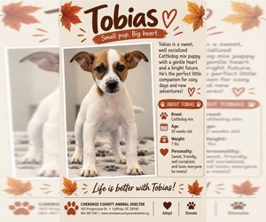 TOBIAS - Male Mutt Dog for Adoption