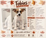 TOBIAS - Male Mutt Dog for Adoption - Small photo