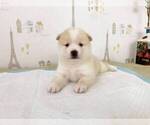 Small Photo #6 Shiba Inu Puppy For Sale in NEW YORK, NY, USA