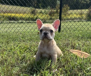 French Bulldog Puppy for sale in DAVIDSONVILLE, MD, USA