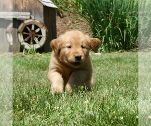 Golden Retriever Puppy for sale in WOLCOTT, VT, USA