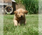 Image preview for Ad Listing. Nickname: Loyal