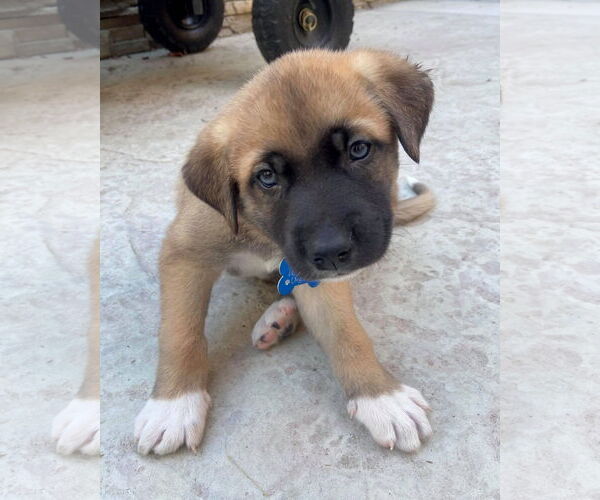 Medium Photo #15 Huskies -Unknown Mix Puppy For Sale in Corona, CA, USA