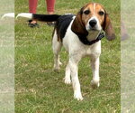 Small #4 Beagle