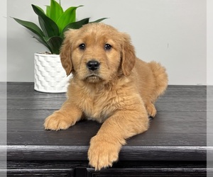 Golden Retriever Puppy for Sale in FRANKLIN, Indiana USA