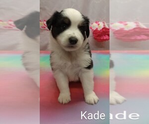 Miniature Australian Shepherd Puppy for sale in CAMPBELL, MN, USA