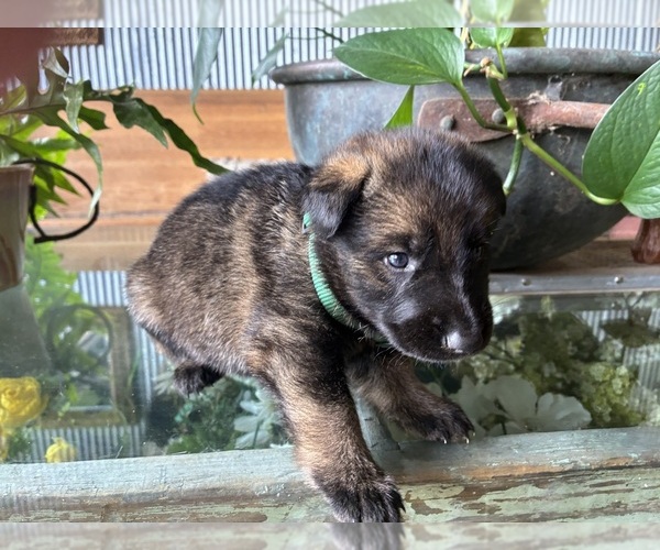 Medium Photo #5 German Shepherd Dog Puppy For Sale in SANDUSKY, OH, USA