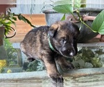 Small #4 German Shepherd Dog