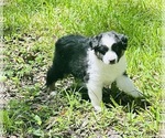 Puppy Puppy 2 Miniature Australian Shepherd