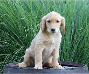 Golden Retriever Puppy for sale in FREDERICKSBG, OH, USA