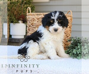 Bernedoodle (Miniature) Puppy for sale in EPHRATA, PA, USA
