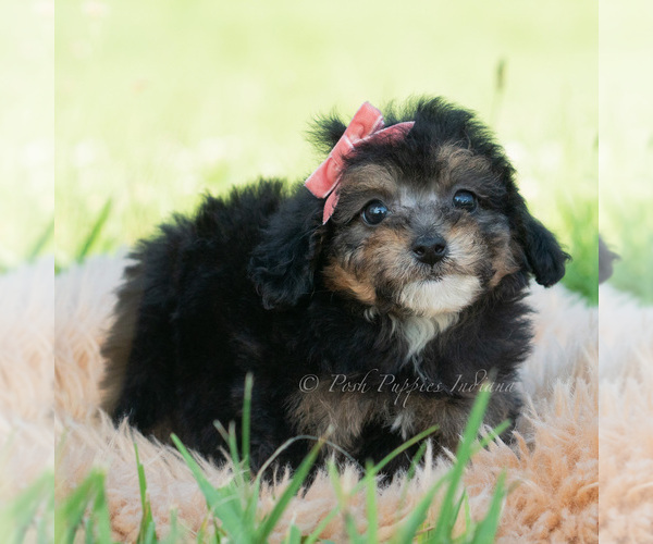 Medium Photo #4 Poodle (Miniature) Puppy For Sale in WARSAW, IN, USA