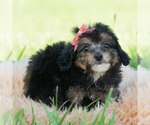 Small Photo #27 Poodle (Miniature) Puppy For Sale in WARSAW, IN, USA