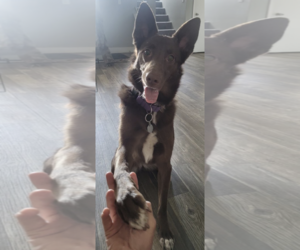 RIVER #3 - Female Australian Kelpie-Unknown Mix Dog for Adoption - Photo #3