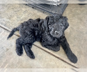 Labradoodle Puppy for sale in SHINGLE SPGS, CA, USA