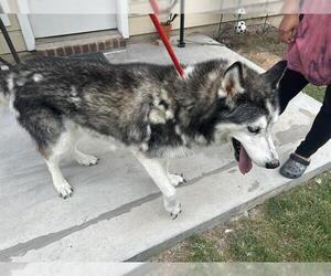 Siberian Husky Dogs for adoption in Houston, TX, USA