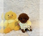 Small #3 Poodle (Toy)