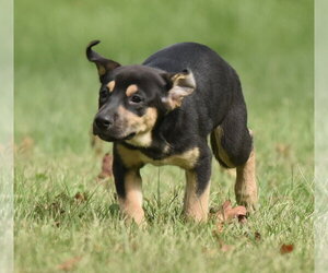 Twinkle - Female Australian Shepherd-Unknown Mix Dog for Adoption - Photo #12