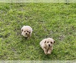 Small Photo #1 Poodle (Toy) Puppy For Sale in ROCK HILL, SC, USA