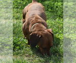 Small #11 Dachshund